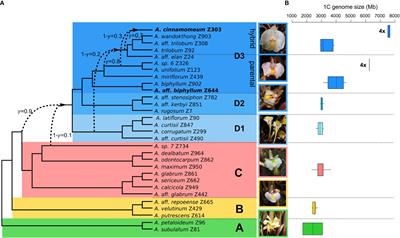Ancient hybridization and repetitive element proliferation in the evolutionary history of the monocot genus Amomum (Zingiberaceae)